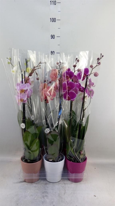 <h4>Phalaenopsis   ...mix</h4>