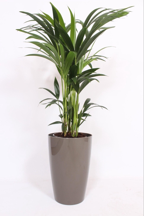 <h4>Howea Forsteriana in Santorini pot "taupe"</h4>