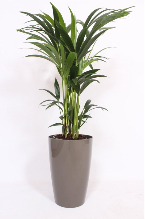 <h4>Howea Forsteriana in Santorini pot "taupe"</h4>
