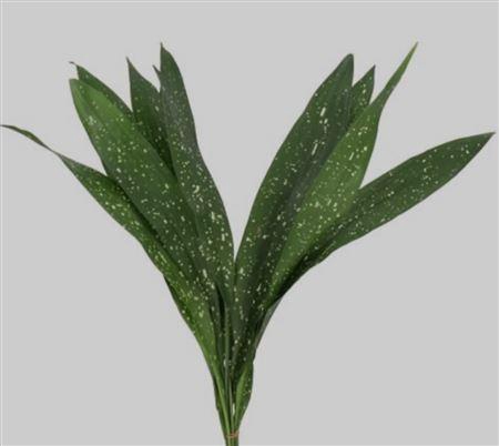 <h4>Aspidistra Milyway</h4>