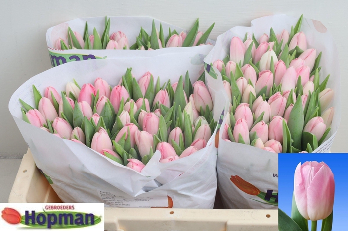 <h4>TU EN DYNASTY</h4>