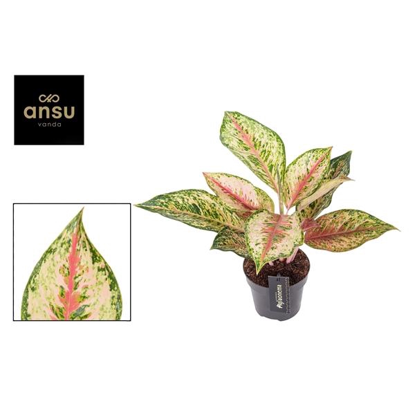 <h4>Aglaonema Painted Celebration</h4>