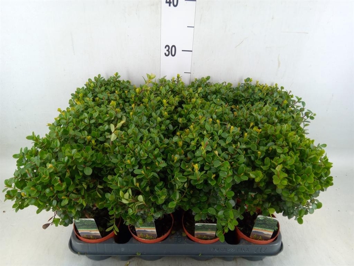 <h4>Myrsine africana</h4>