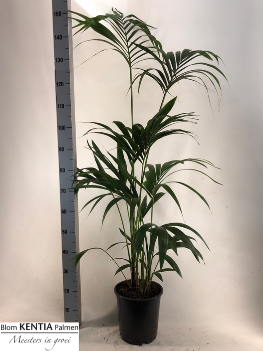 <h4>HOWEA FORSTERIANA</h4>
