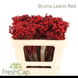 BRUN LAEVIS