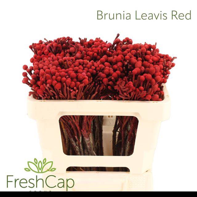 <h4>BRUN LAEVIS</h4>