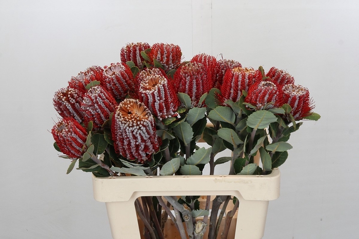 <h4>Banksia Coccinea</h4>