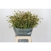Chasmanthium Green