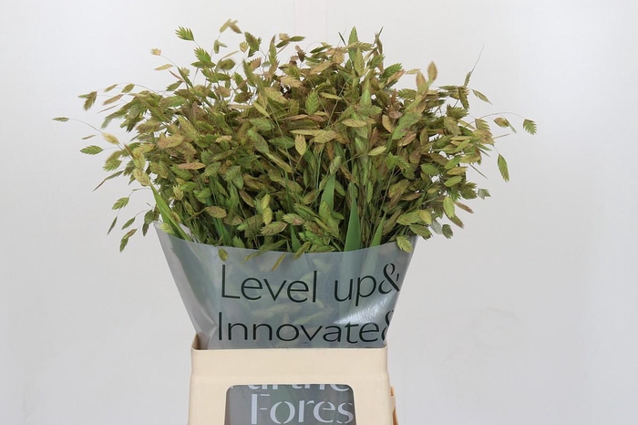 <h4>Chasmanthium Green</h4>