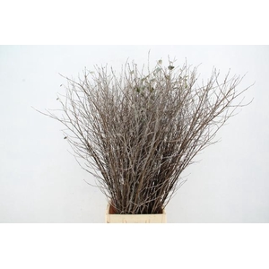 CORNUS ALBA ABEEL VERTAKT 120CM