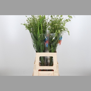 Chasmanthium Latifol