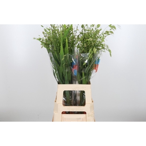 Chasmanthium Latifol