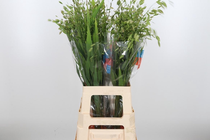 <h4>Chasmanthium Latifol</h4>