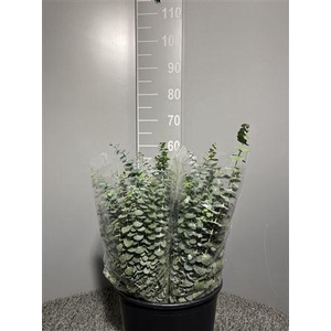 Euca Baby Blue 150gr