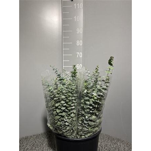 Euca Baby Blue 150gr