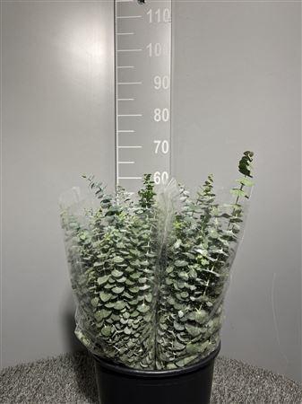 <h4>Euca Baby Blue 150gr</h4>