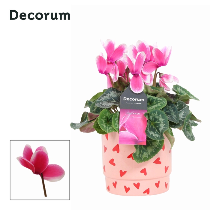 <h4>Cyclaam Lovely Moments in Ompot Lotte (Decorm)</h4>