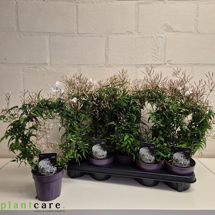 <h4>JASM POLYANTHUM WIT</h4>