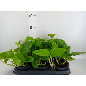 Epipremnum pinn. 'Global Green'