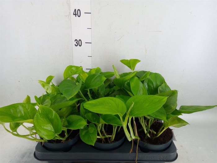 <h4>Epipremnum pinn. 'Global Green'</h4>