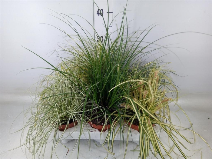 <h4>Carex   ...mix</h4>