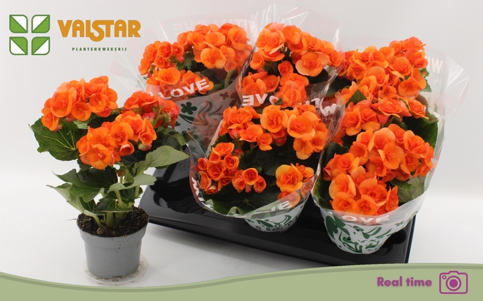 <h4>BEG DU BATIK</h4>