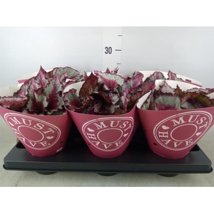 Begonia BD 'Caribbean Night'