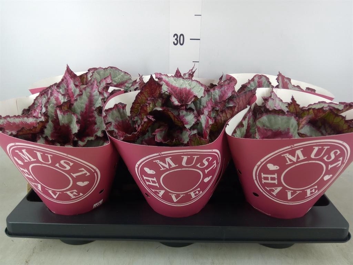 <h4>Begonia BD 'Caribbean Night'</h4>