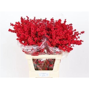 Ilex Ve Rode Bes 90cm