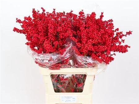 <h4>Ilex Ve Rode Bes 90cm</h4>