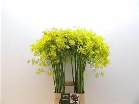 <h4>Anethum Graveolens</h4>