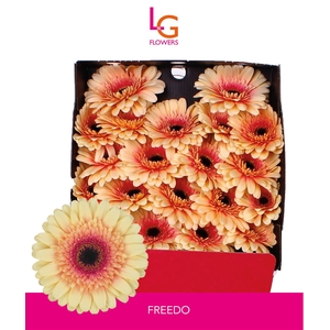 Ge Gr Freedo - Fust 575