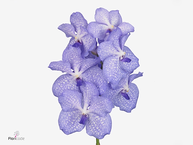 Vanda Angelite X16