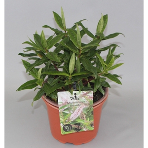 Hebe 'Midsummer Beauty' C5