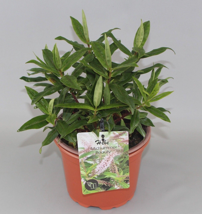 <h4>Hebe 'Midsummer Beauty' C5</h4>