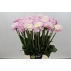 Dahlia Sweet Love