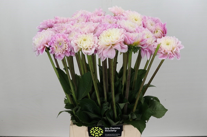 Dahlia Sweet Love