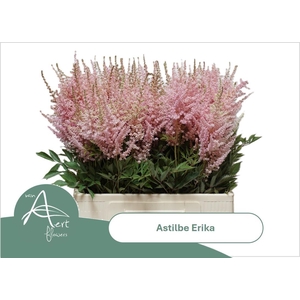 ASTIL AR ERIKA