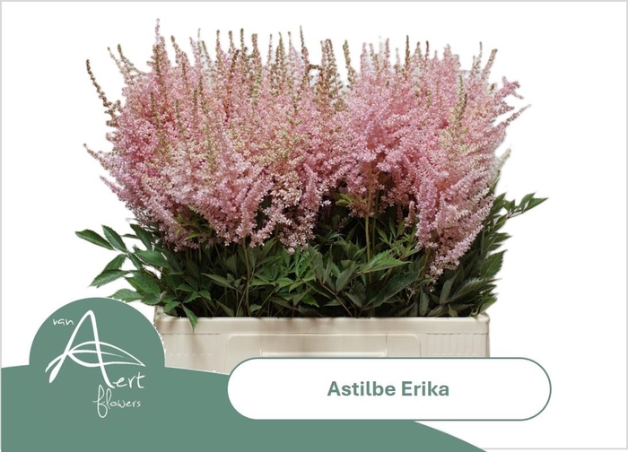 <h4>ASTIL AR ERIKA</h4>
