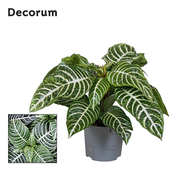 <h4>Botanica Aphelandra Green Decorum</h4>