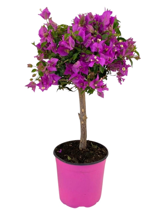 <h4>Bougainvillea Sanderiana op stam</h4>