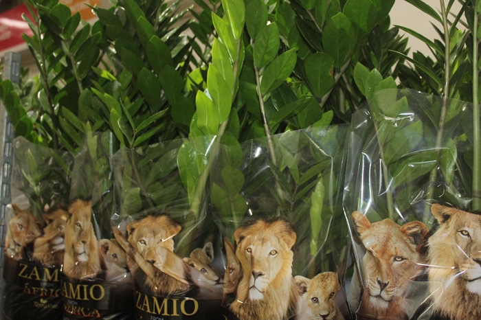 <h4>ZAMIOCULCAS P24</h4>