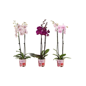 Potcover I Love You Phal Mix 2T18+