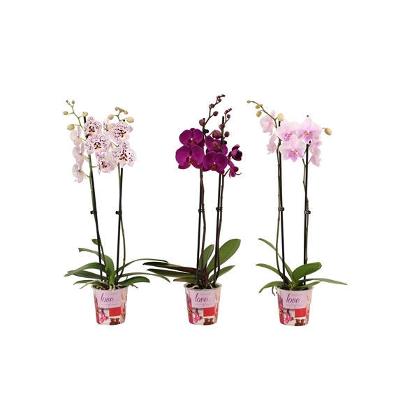 <h4>Potcover I Love You Phal Mix 2T18+</h4>