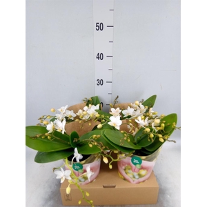 Phalaenopsis   ...white