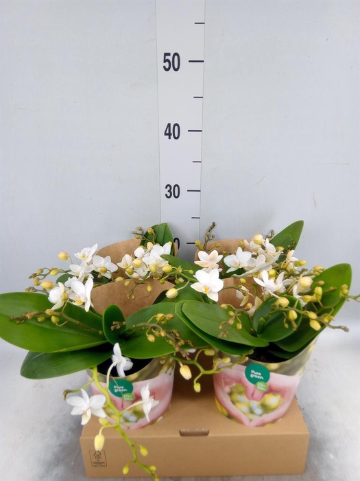 <h4>Phalaenopsis ...white</h4>