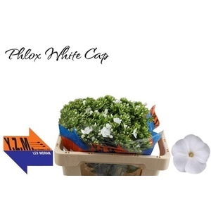 PHLOX P WHITECAP