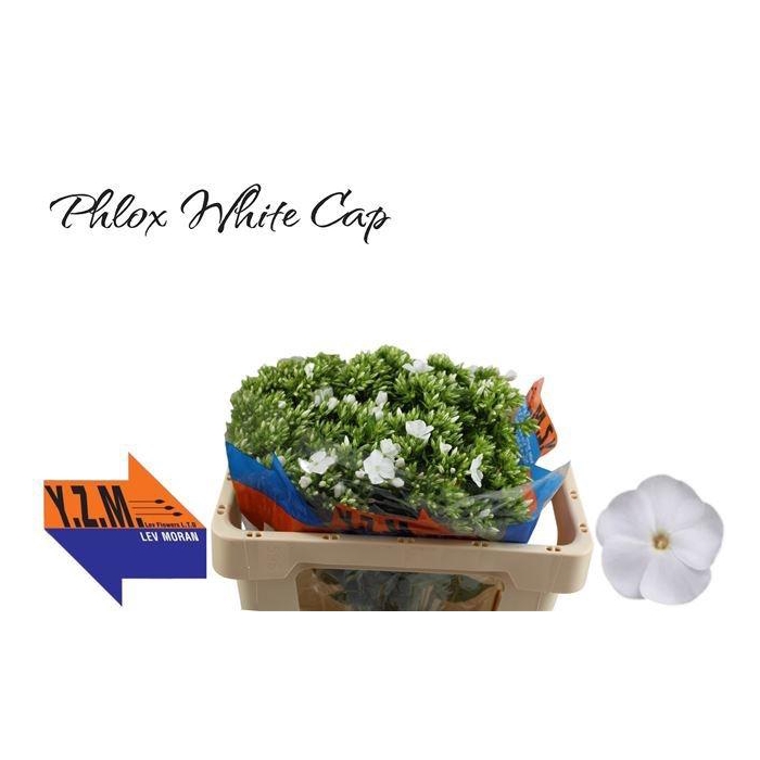 <h4>PHLOX P WHITECAP</h4>