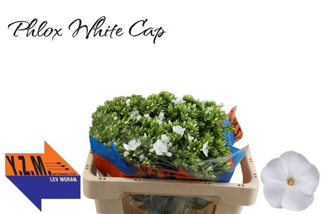 <h4>PHLOX P WHITECAP</h4>