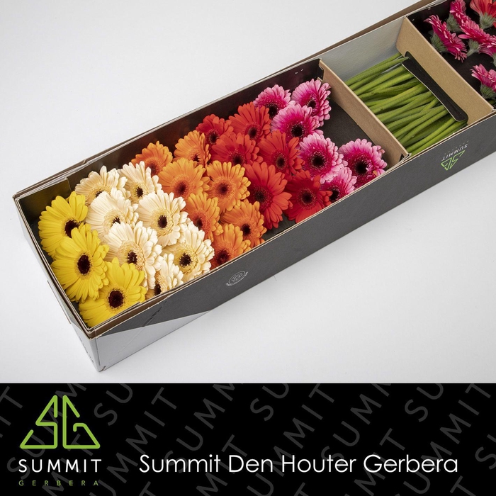 <h4>Germini Mix Doos</h4>
